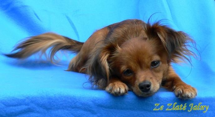 20 Rare Dog Breeds You've Never Heard Of! 🐶