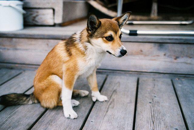 20 Rare Dog Breeds You've Never Heard Of! 🐶