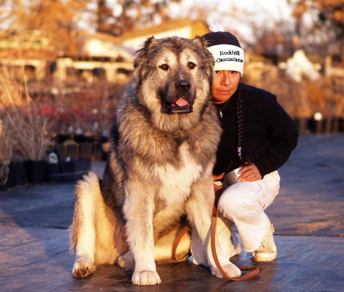 20 Rare Dog Breeds You've Never Heard Of! 🐶