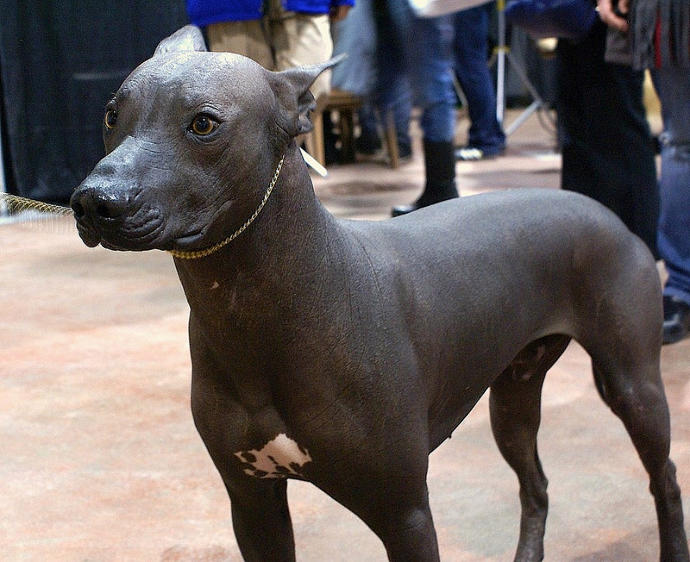 20 Rare Dog Breeds You've Never Heard Of! 🐶