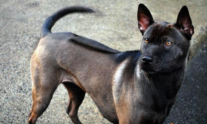20 Rare Dog Breeds You've Never Heard Of! 🐶