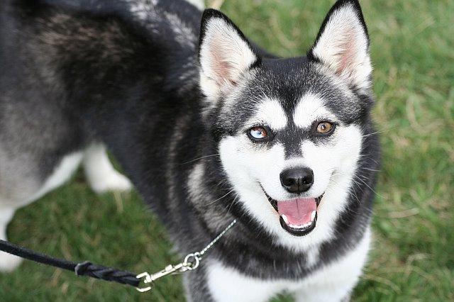20 Rare Dog Breeds You've Never Heard Of! 🐶