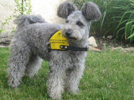 20 Rare Dog Breeds You've Never Heard Of! 🐶