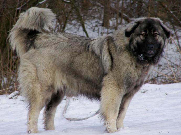 20 Rare Dog Breeds You've Never Heard Of! 🐶
