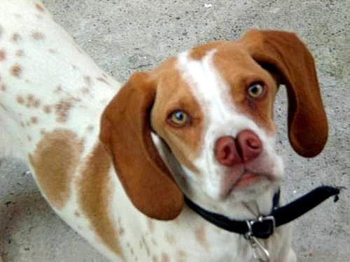 20 Rare Dog Breeds You've Never Heard Of! 🐶
