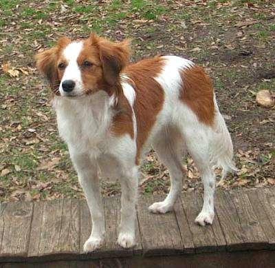 20 Rare Dog Breeds You've Never Heard Of! 🐶