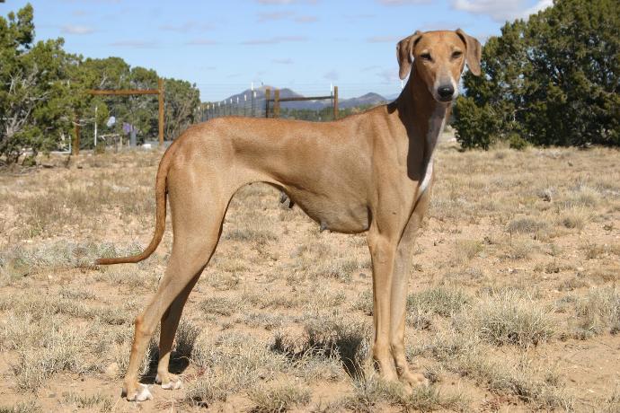 20 Rare Dog Breeds You've Never Heard Of! 🐶