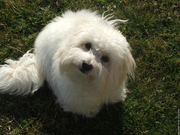 20 Rare Dog Breeds You've Never Heard Of! 🐶