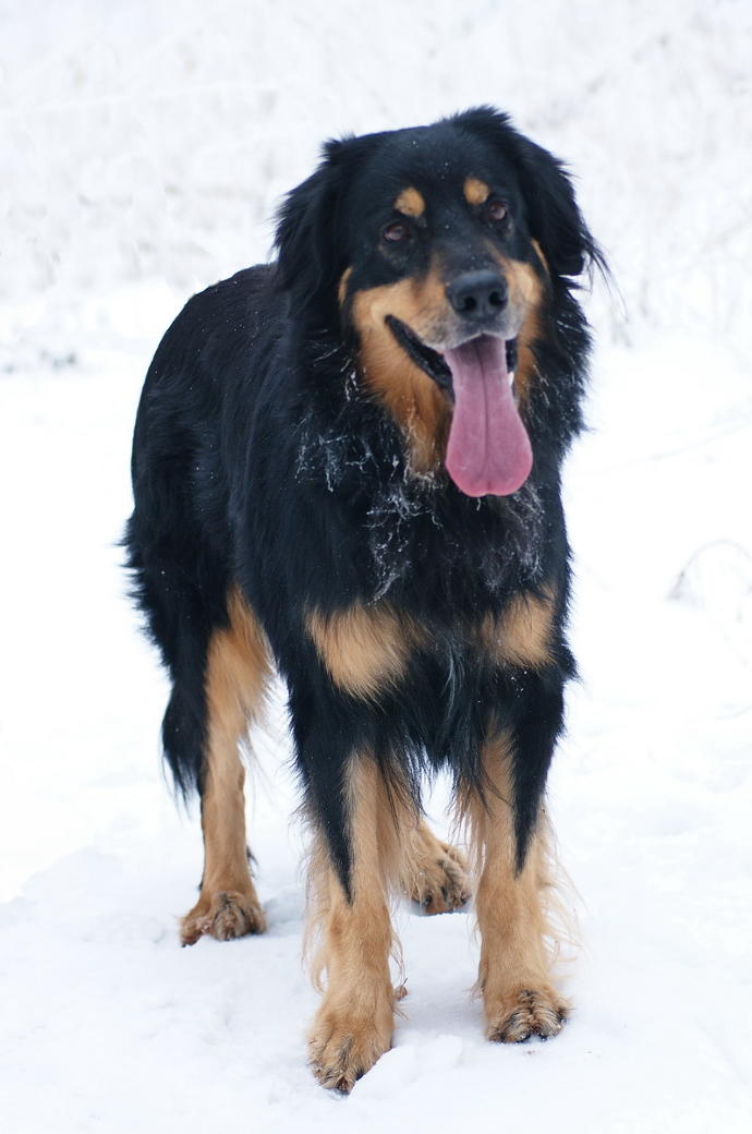 20 Rare Dog Breeds You've Never Heard Of! 🐶