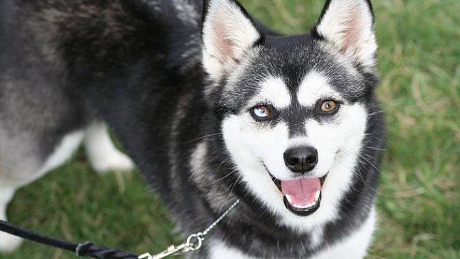 20 Rare Dog Breeds You've Never Heard Of! 🐶