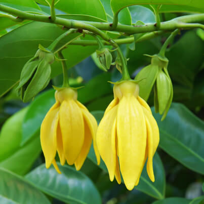 I <3 Ylang-Ylang!!