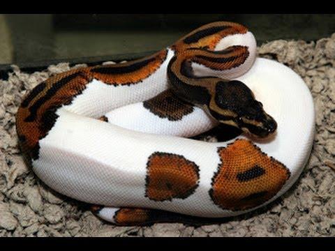 5 of the Coolest Pet Snakes Ever