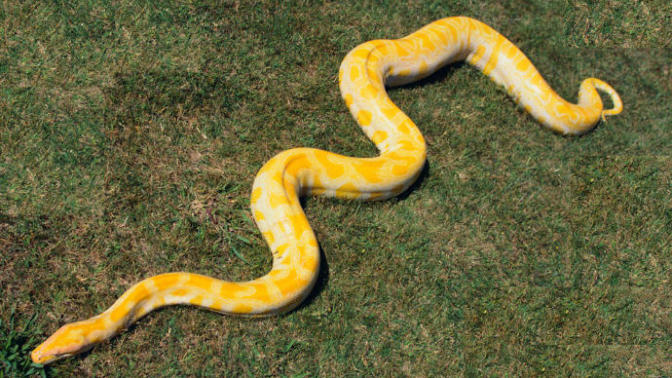 5 of the Coolest Pet Snakes Ever