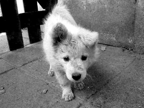 Are Animal Shelters Too Picky With Potential Adopters?