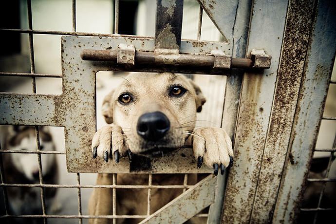 Are Animal Shelters Too Picky With Potential Adopters?