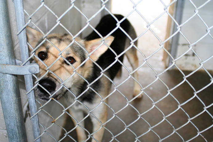 Are Animal Shelters Too Picky With Potential Adopters?