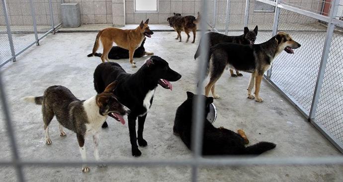 Are Animal Shelters Too Picky With Potential Adopters?