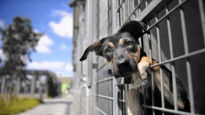 Are Animal Shelters Too Picky With Potential Adopters?