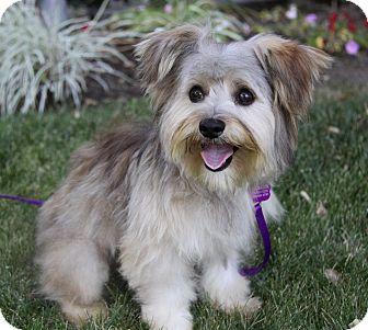These 20 Cute Cross-Breed Dogs Will Make You Love Mutts! <3 ๐ถ