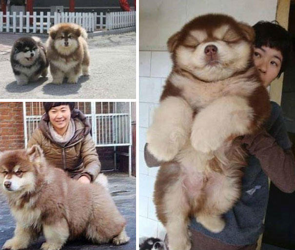 These 20 Cute Cross-Breed Dogs Will Make You Love Mutts! <3 ๐ถ