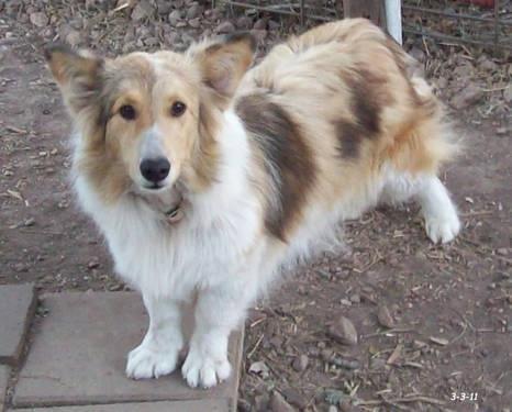 These 20 Cute Cross-Breed Dogs Will Make You Love Mutts! <3 ๐ถ