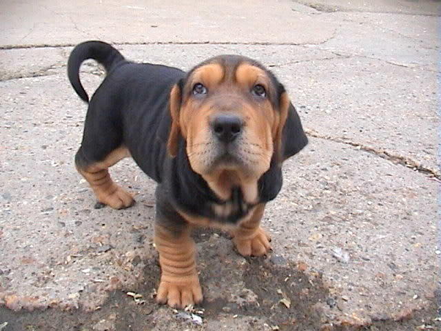 These 20 Cute Cross-Breed Dogs Will Make You Love Mutts! <3 ๐ถ