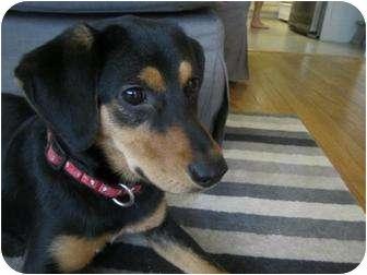These 20 Cute Cross-Breed Dogs Will Make You Love Mutts! <3 ๐ถ