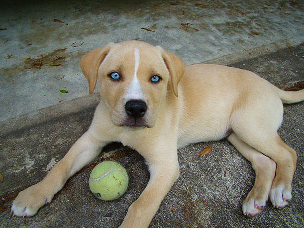These 20 Cute Cross-Breed Dogs Will Make You Love Mutts! <3 ๐ถ