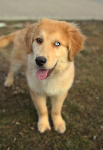 These 20 Cute Cross-Breed Dogs Will Make You Love Mutts! <3 ๐ถ