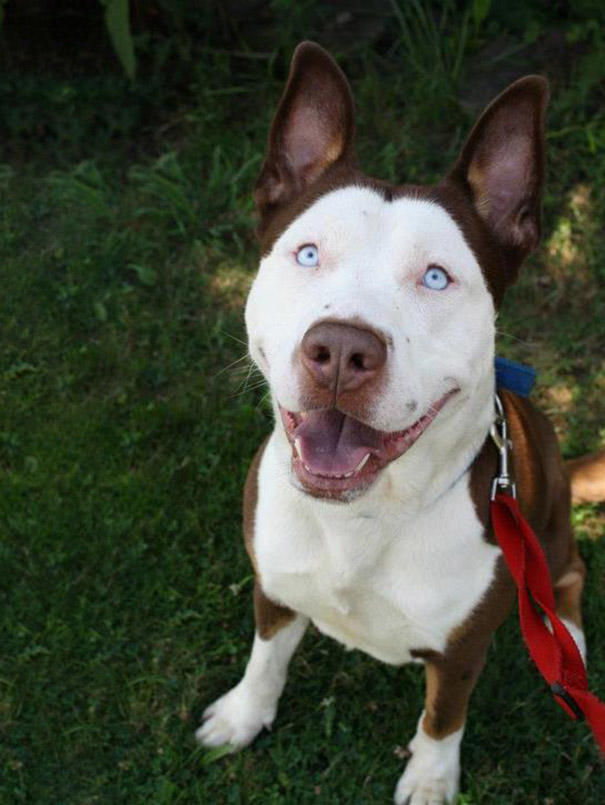 These 20 Cute Cross-Breed Dogs Will Make You Love Mutts! <3 ๐ถ