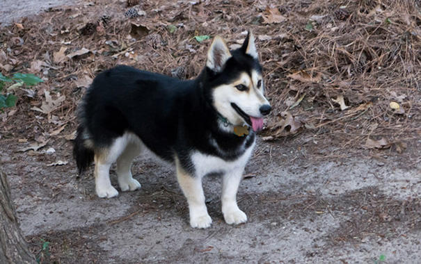 These 20 Cute Cross-Breed Dogs Will Make You Love Mutts! <3 ๐ถ
