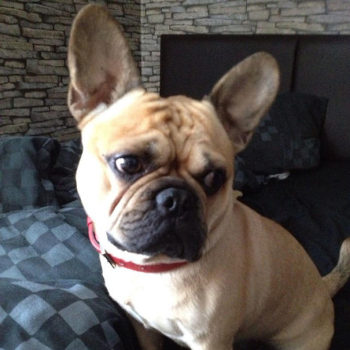These 20 Cute Cross-Breed Dogs Will Make You Love Mutts! <3 ๐ถ