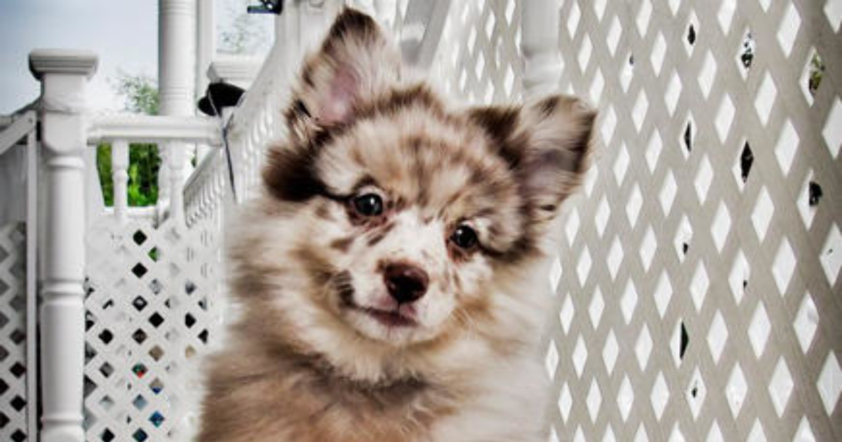 These 20 Cute Cross-Breed Dogs Will Make You Love Mutts!