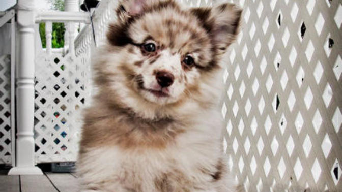 These 20 Cute Cross-Breed Dogs Will Make You Love Mutts! <3 🐶