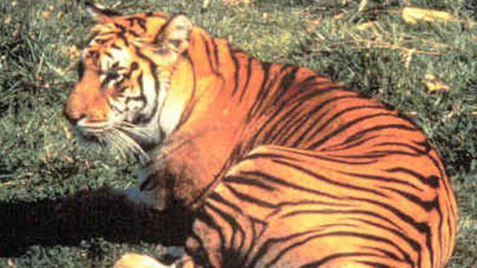List of Recently Extinct Animals: Part 1