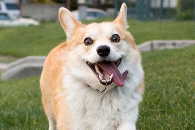 Top 10 Most Popular Dog Breeds! ❤️🐶