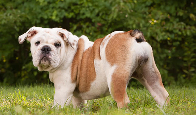 Top 10 Most Popular Dog Breeds! ❤️🐶