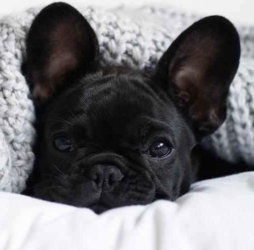 Top 10 Most Popular Dog Breeds! ❤️🐶