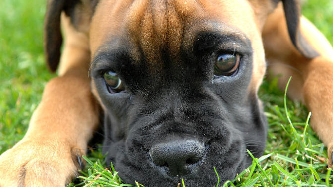 Top 10 Most Popular Dog Breeds! ❤️🐶