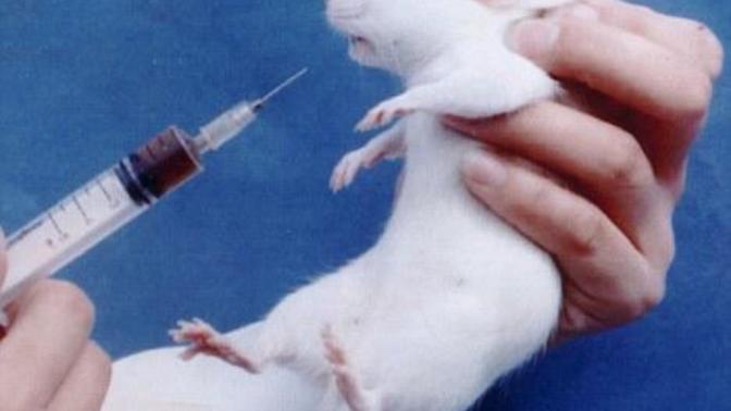 Why Animal Testing Needs to Stop!