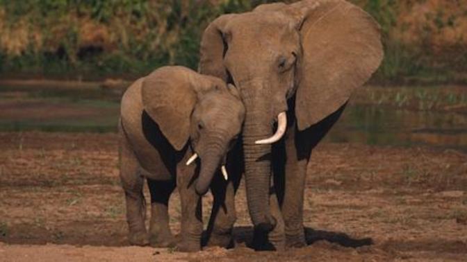 15 Things I Find Beautiful in the Animal Kingdom