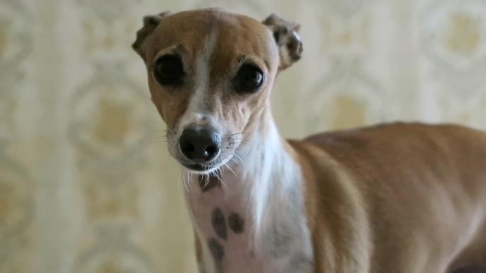 Vegans, Don't Force Your Pets to Become Vegan Too!