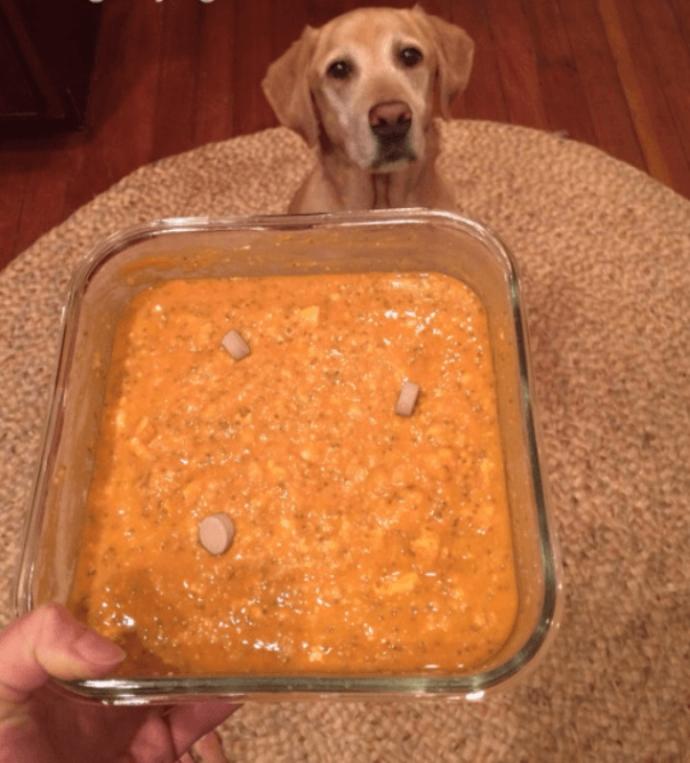 Vegans, Don't Force Your Pets to Become Vegan Too!