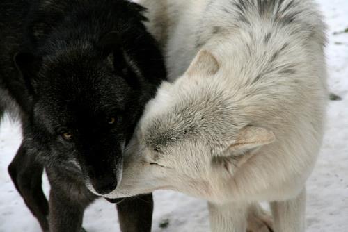 Is It True Love? 10 Animals Who Love For Life <3