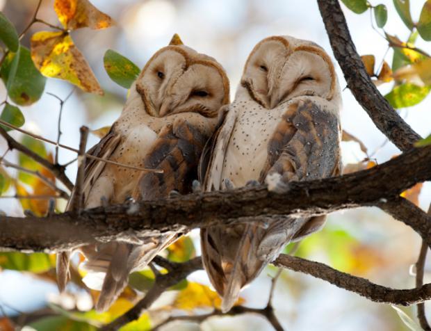 Is It True Love? 10 Animals Who Love For Life <3
