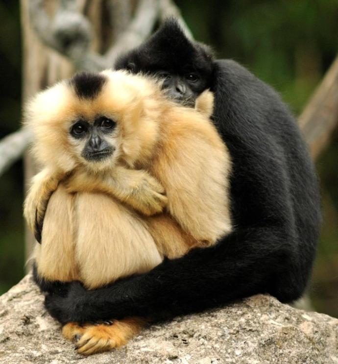 Is It True Love? 10 Animals Who Love For Life <3