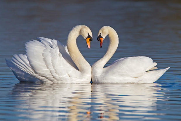 Is It True Love? 10 Animals Who Love For Life <3