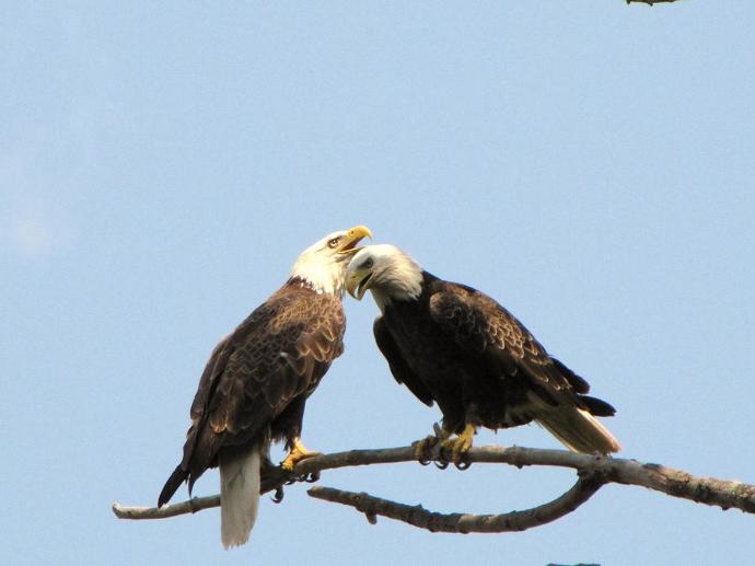 Is It True Love? 10 Animals Who Love For Life <3