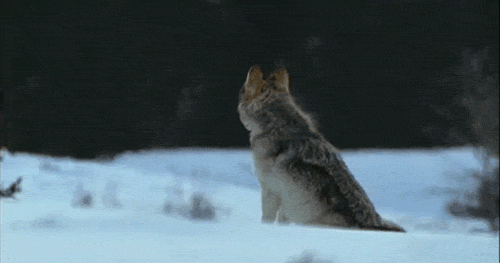 Is It True Love? 10 Animals Who Love For Life <3