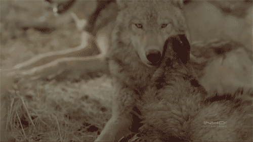 Is It True Love? 10 Animals Who Love For Life <3